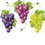 The Golden Grapes