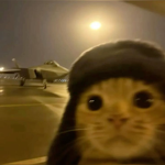 coolest kitties