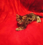 Coucou les chaton