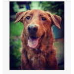 Brody 2