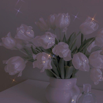 Aesthetic SiimplyKayleyz
