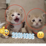 chubbycat fg