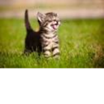 Unlimate Cat Fan Group!!!