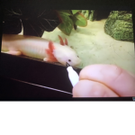 Axolotl teammmmmmmmmmmmmmmmmmmmmmm