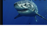 #sharkarmyforlife