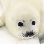 arctic seals