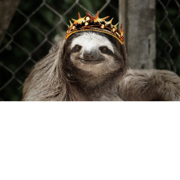 The Sloth obby!