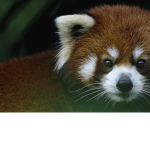 Red Panda Chicken Soup
