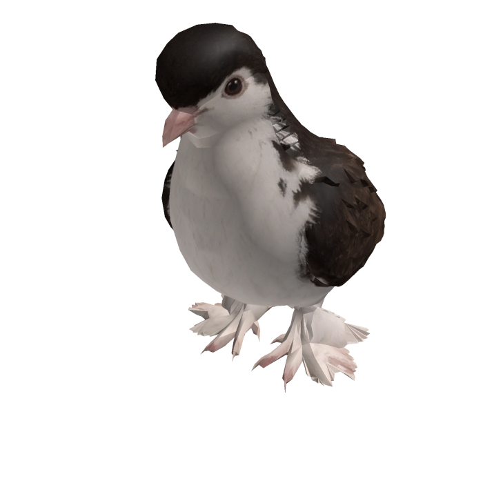 cutesy shoulder pigeon