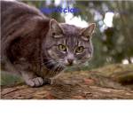 ~~Spiritclan~~