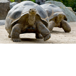 The Tortoises of ROBLOX