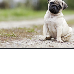 DoggyDooo