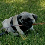 Cute Pugs of ROBLOX