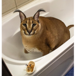 caracal lover