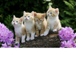 Kitten friend club