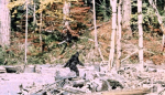 the accomplices of the sasquatch