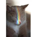 Cats Are Awesome Group