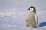 Penguinscraft group