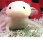 Axolotol Gang