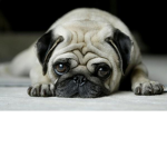 Team PUGZZ Fan Group
