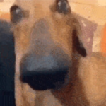 Eating Dirt Club