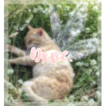 dxve.