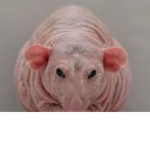 only the rats can join