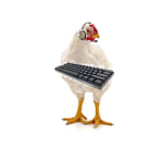 Chicken Dev Studio