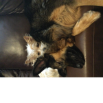 The puppy pack fun