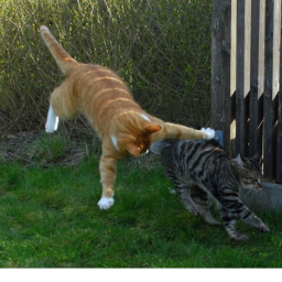 Combat Kitties (NEW MAP)
