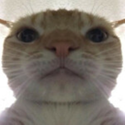 Cat maze