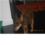 cooldog80011 fane club