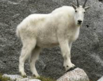 TheGoatedGoat Studios