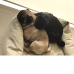 Pug Pugs United