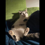 The Great Centurialist (WIP)