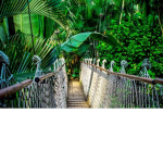 Rainforest transport