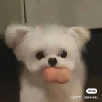 婉的团