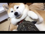 -Team Doge Forever-