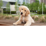 Puppies Playing Roblox