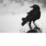 the crow crew [READ DESC]