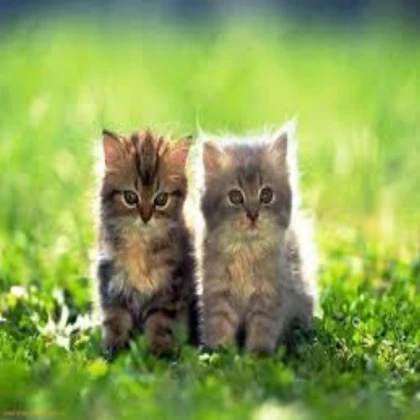 Kitten image