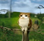 Miggles club