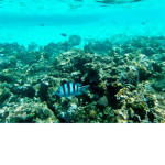 Original Blub Club
