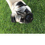 Pugs rule the world :)