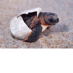 TURTLE_SQUAD!!!!!!!