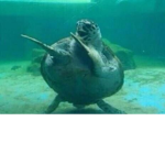 TURTLES ROCK!!!