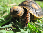Turtles are cute club!