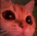 Kitty Irina