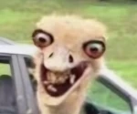 Guru lol Group Thumbnail