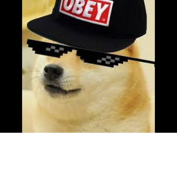 Escape the doge to winners